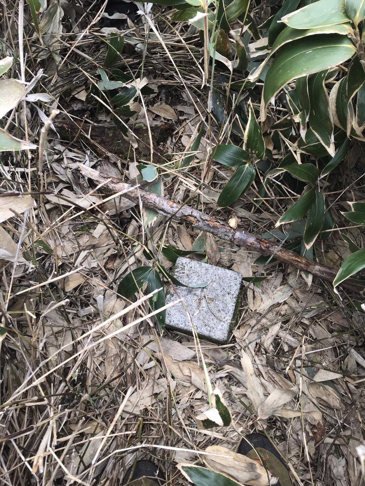 鶴の子の頭ってどういう事 きょうくんさんの石鎚山 堂ヶ森 二ノ森の活動データ Yamap ヤマップ