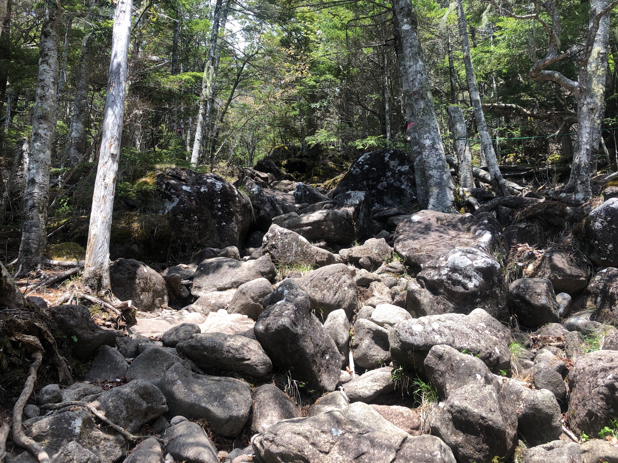 岩、岩の登りがやってきた。八ヶ岳らしくなってきた^_^