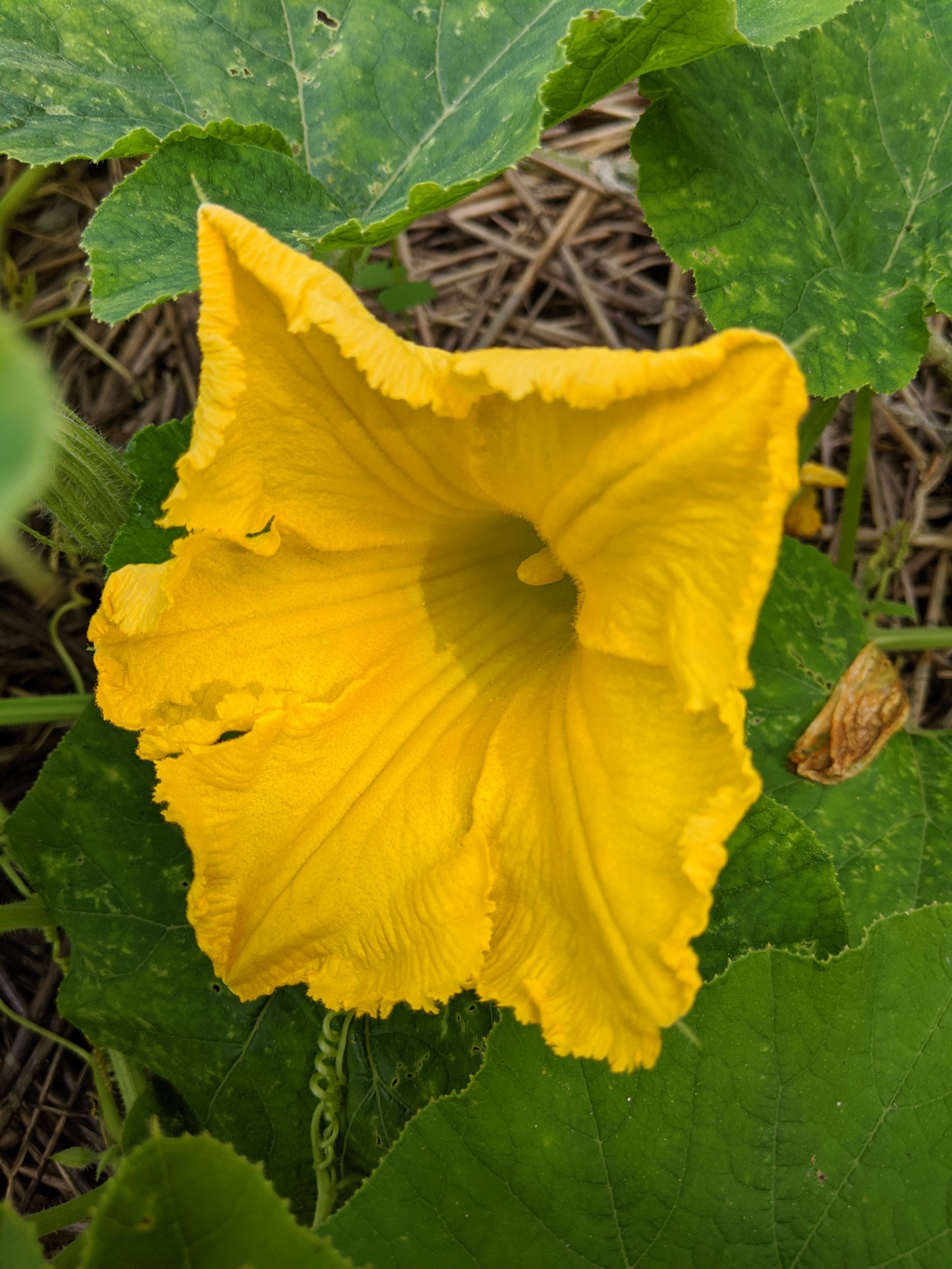トキワネム 常磐合歓 砥上岳 ケンさんの目配山の活動日記 Yamap ヤマップ