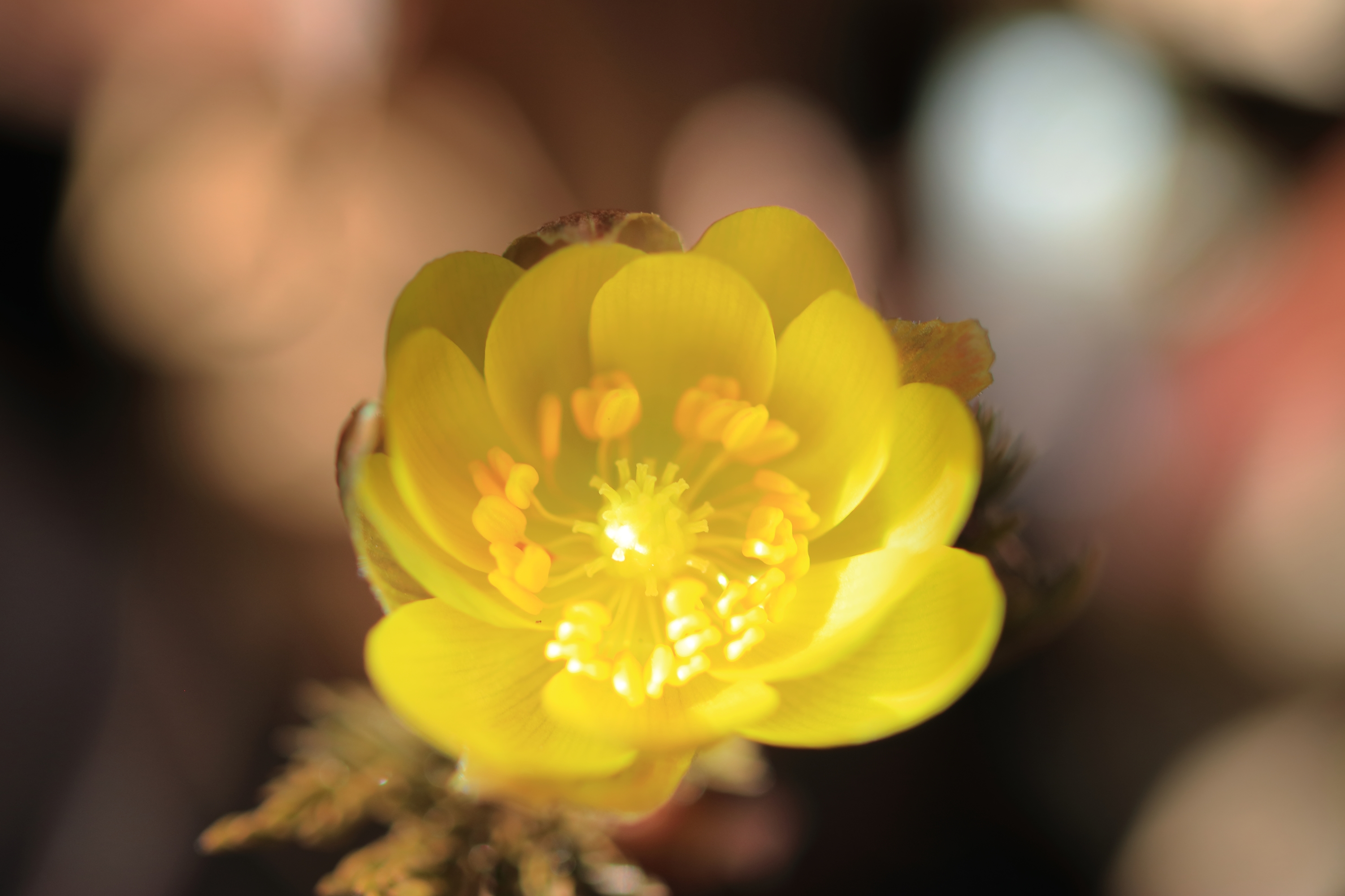 福寿草咲く白崩平へ かめきちさんの岩宇土山 白鳥山 銚子笠の活動データ Yamap ヤマップ