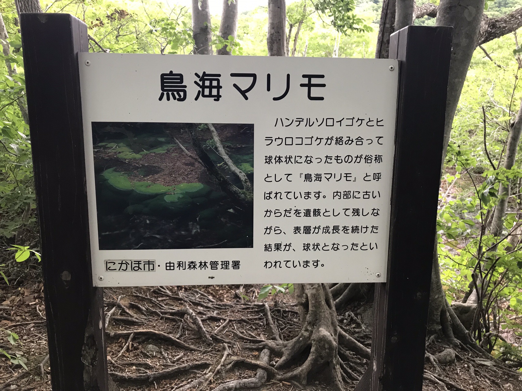 鳥海山敗退からの 獅子ヶ鼻湿原 出羽三山神社 鶴岡 やまぶーさんの鳥海山 七高山 笙ヶ岳の活動日記 Yamap ヤマップ