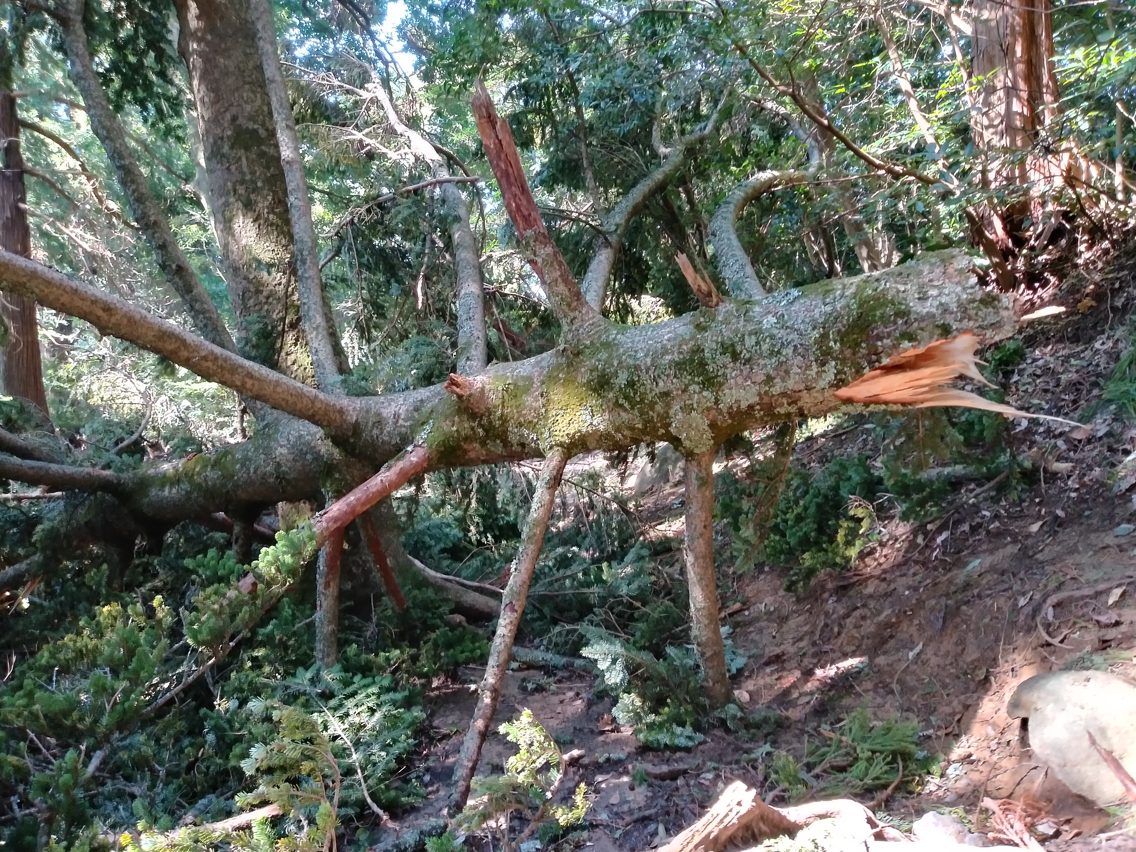 筑波山 秋の猛暑と台風の爪痕 カミソリさんの筑波山の活動データ Yamap ヤマップ