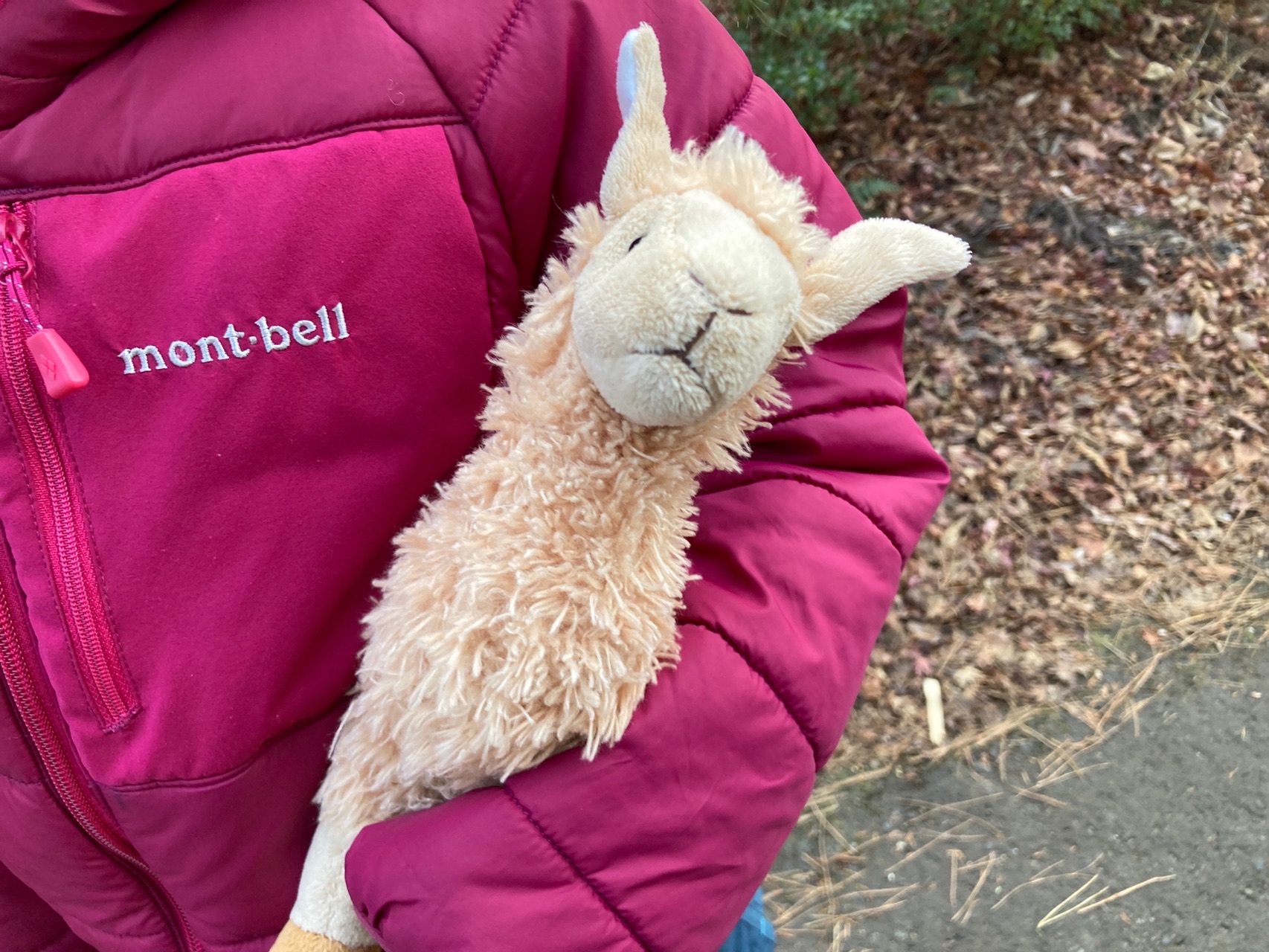 再び再度山へ アルパカさんの六甲山 長峰山 摩耶山の活動日記 Yamap ヤマップ