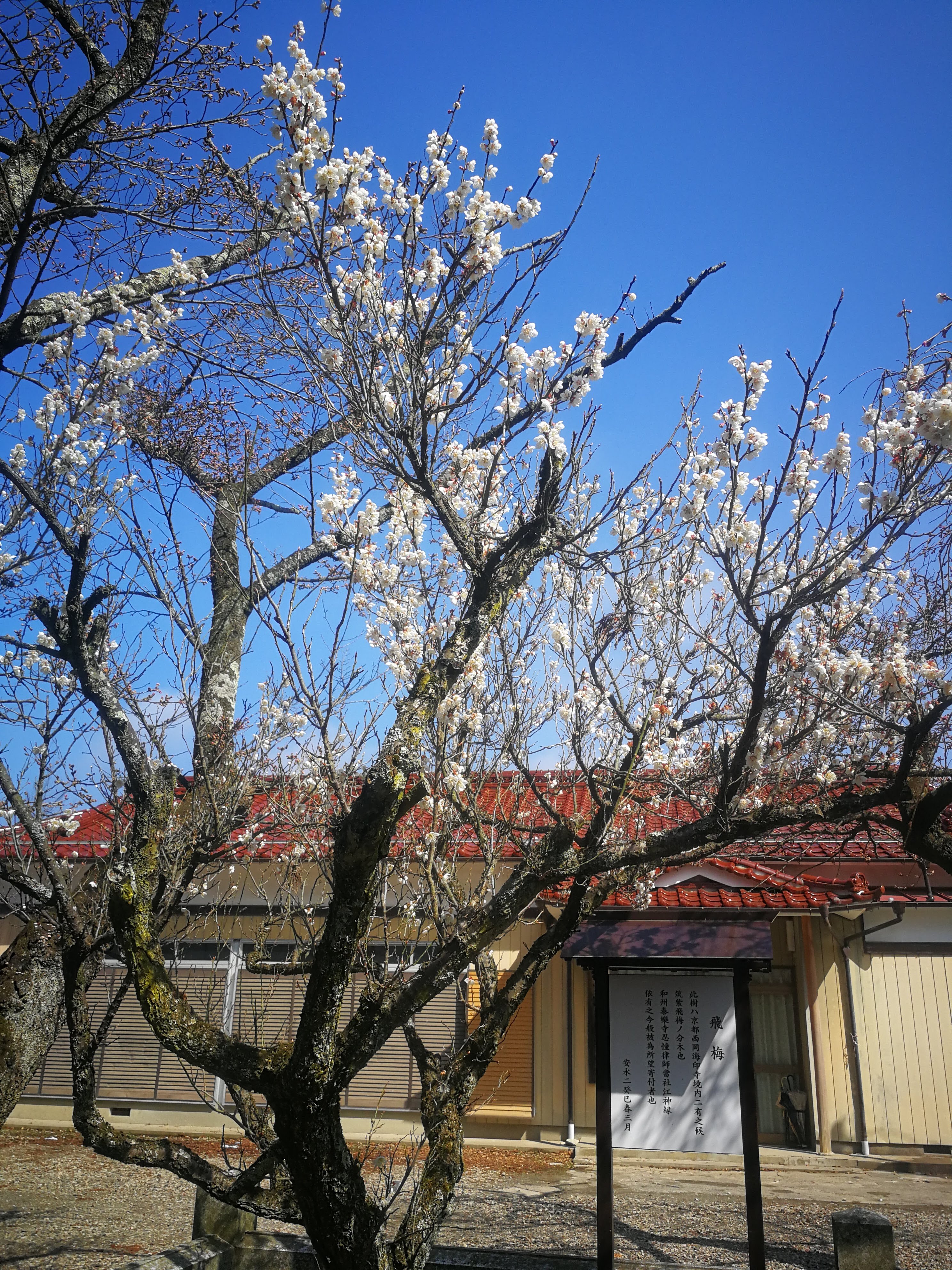 梅の木と、お花がいっぱい 梅花石？