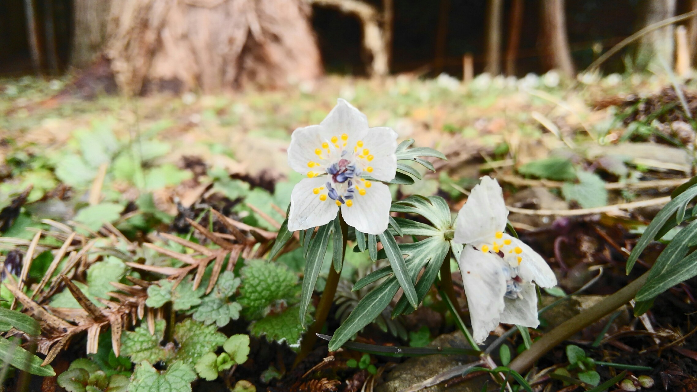 フライングゲットォ セツブンソウ こっこさんの伊吹山 伊吹高原 御座峰の活動日記 Yamap ヤマップ