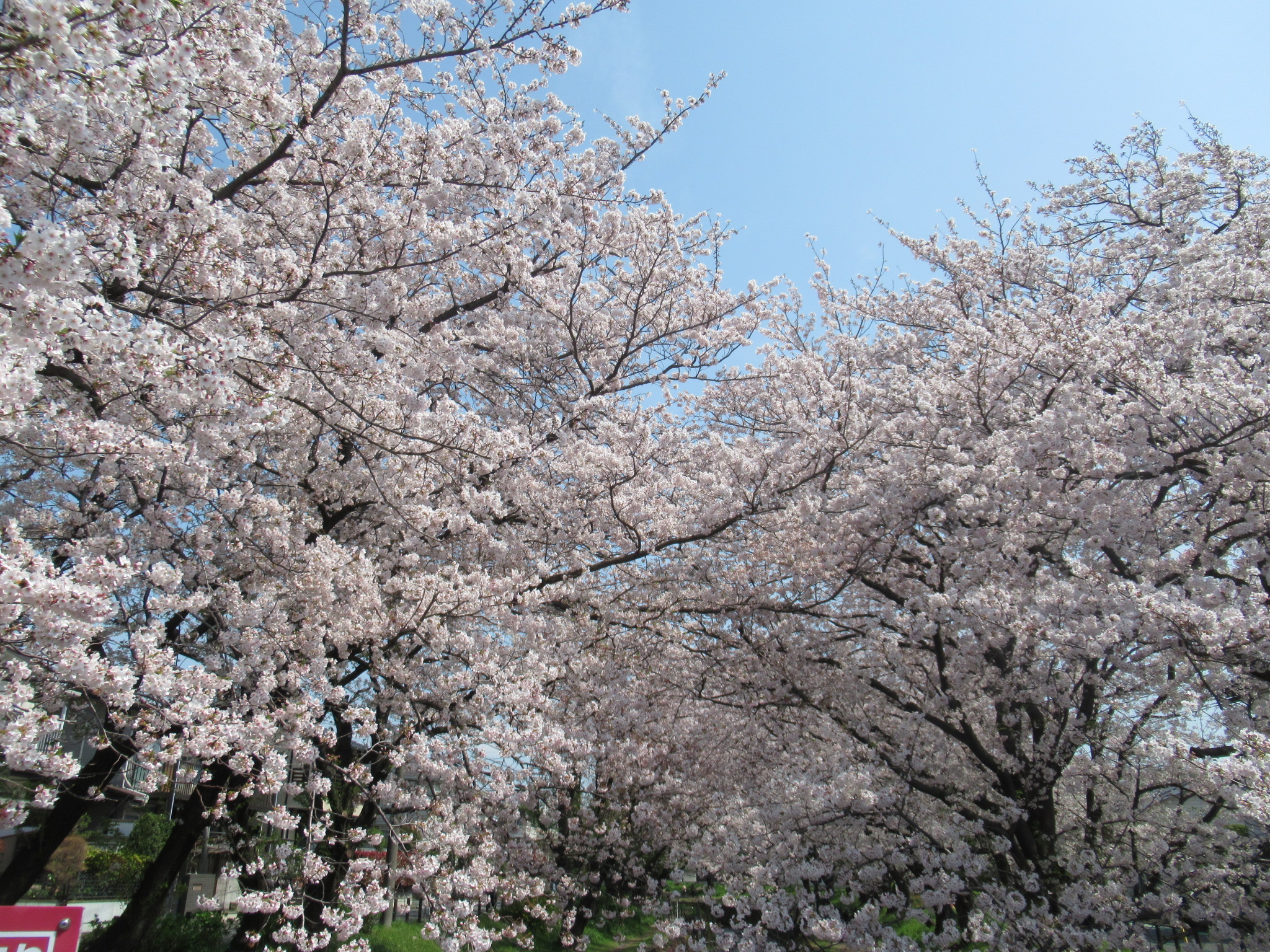 大和ゆとりの森 千本桜 遊びの森 自転車散歩 Ryuyuさんの厚木市の活動日記 Yamap ヤマップ