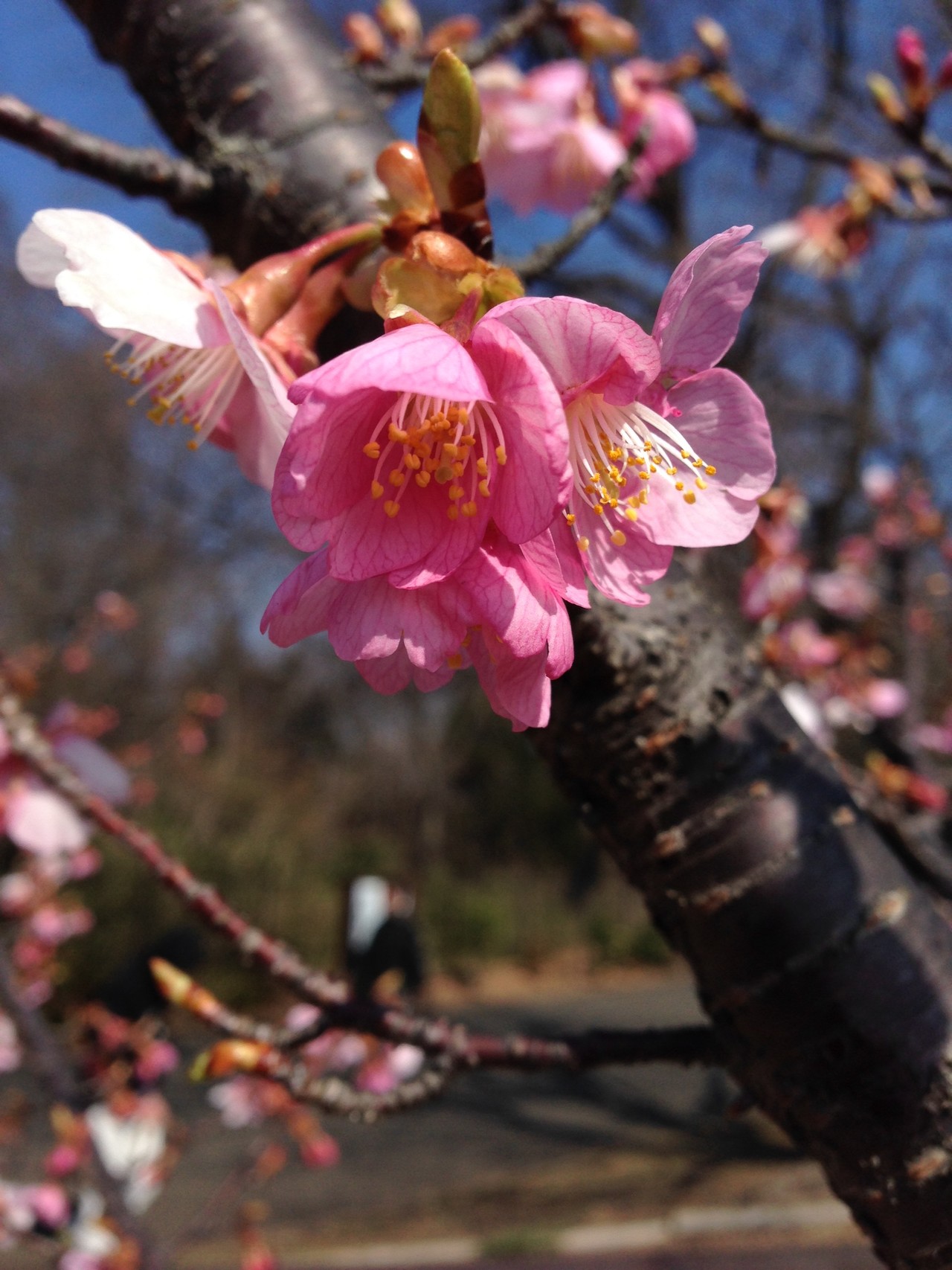 多摩境駅から上柚木公園へ ずおずおむさんの多摩市の活動データ Yamap ヤマップ