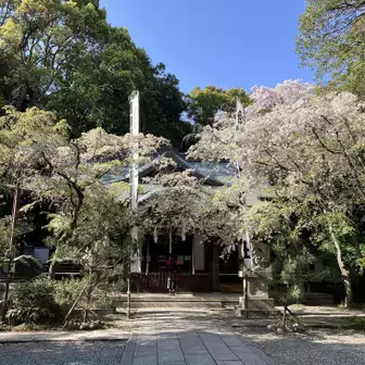 保久良神社の桜がまだ残っていました。