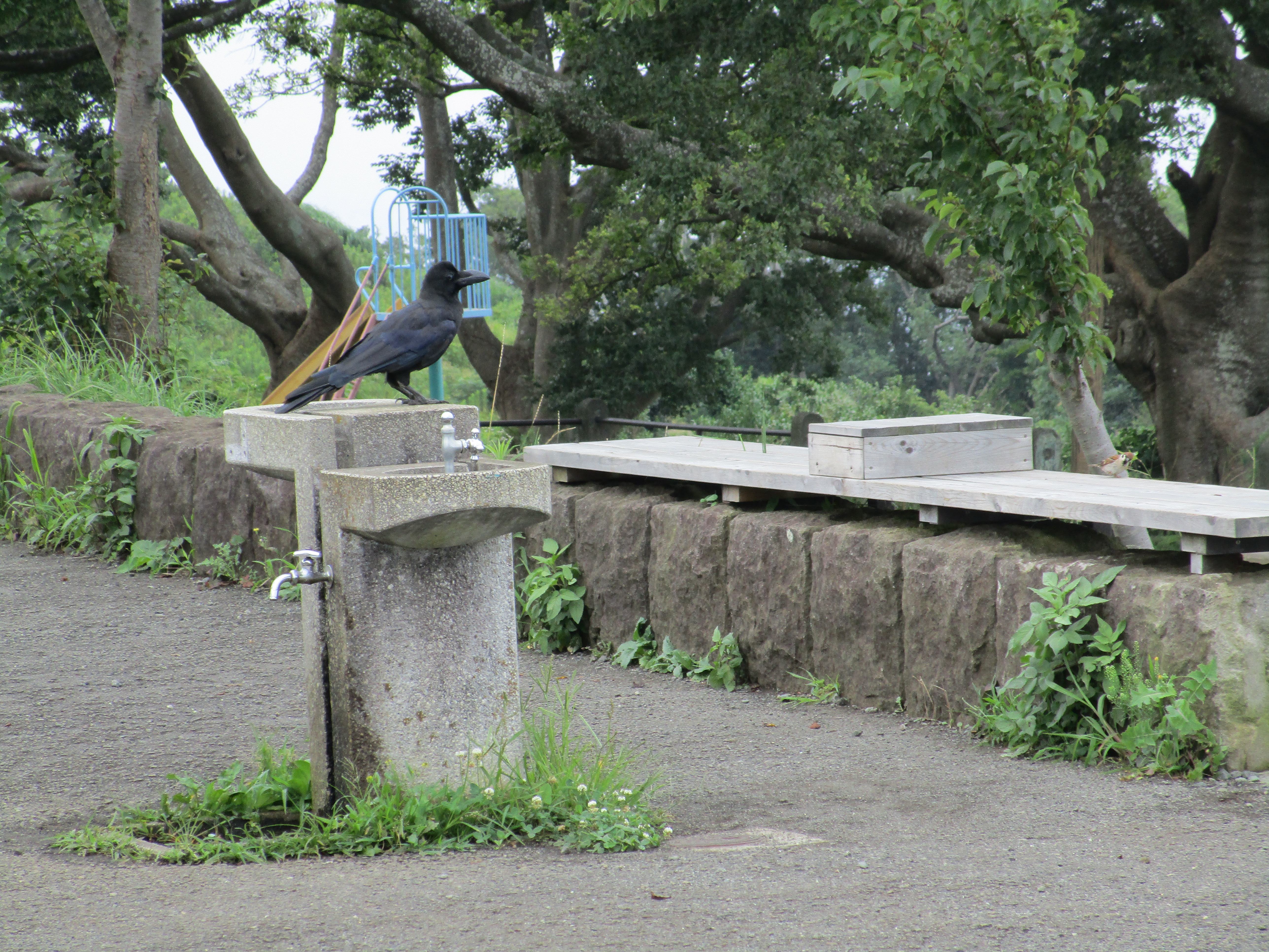 平塚駅から高麗山を抜けて鷹取山 二宮駅へ Straysheepさんの高麗山 湘南平 鷹取山の活動データ Yamap ヤマップ