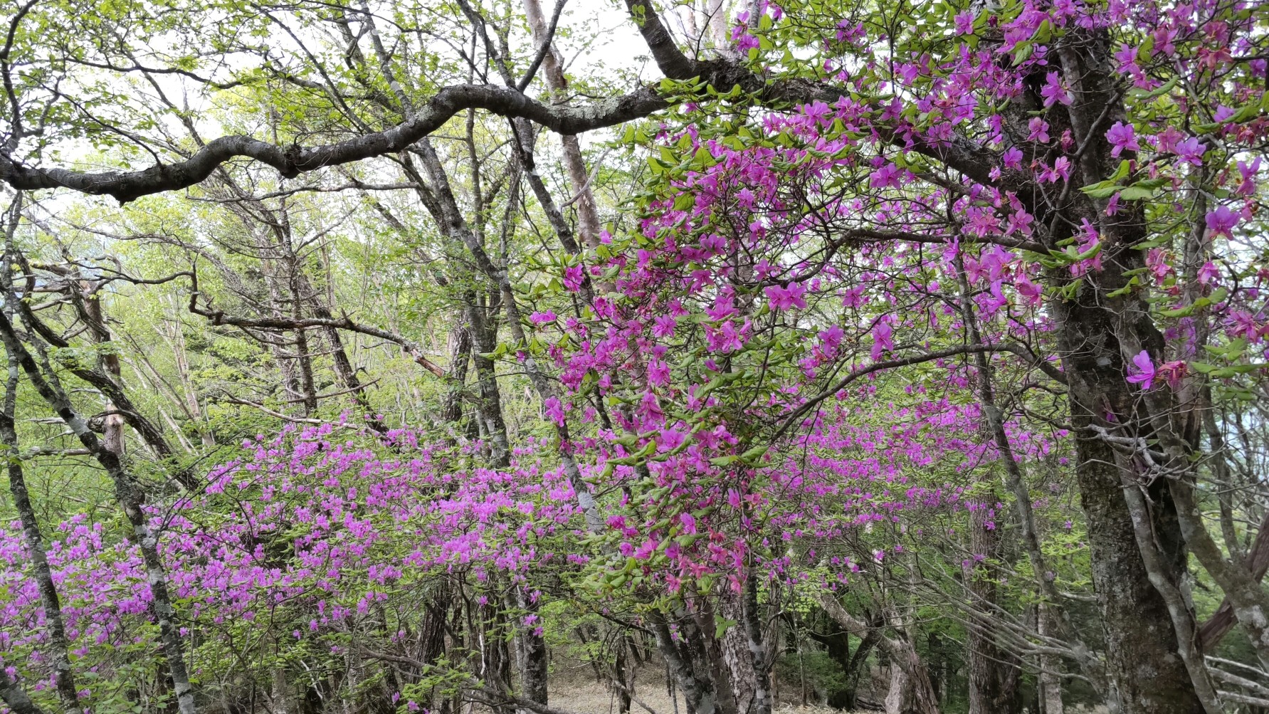 大菩薩嶺 妙見ノ頭 大菩薩峠 マッちゃんさんの大菩薩嶺 鶏冠山 大マテイ山の活動日記 Yamap ヤマップ