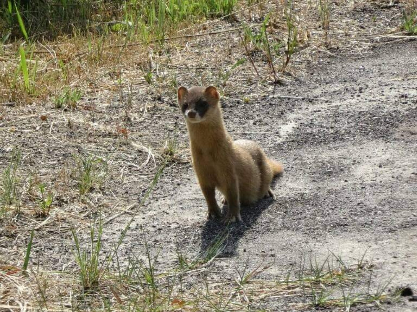 コロナウイルスの突然変異と新たなワクチン 月見のサンタさんのモーメント Yamap ヤマップ