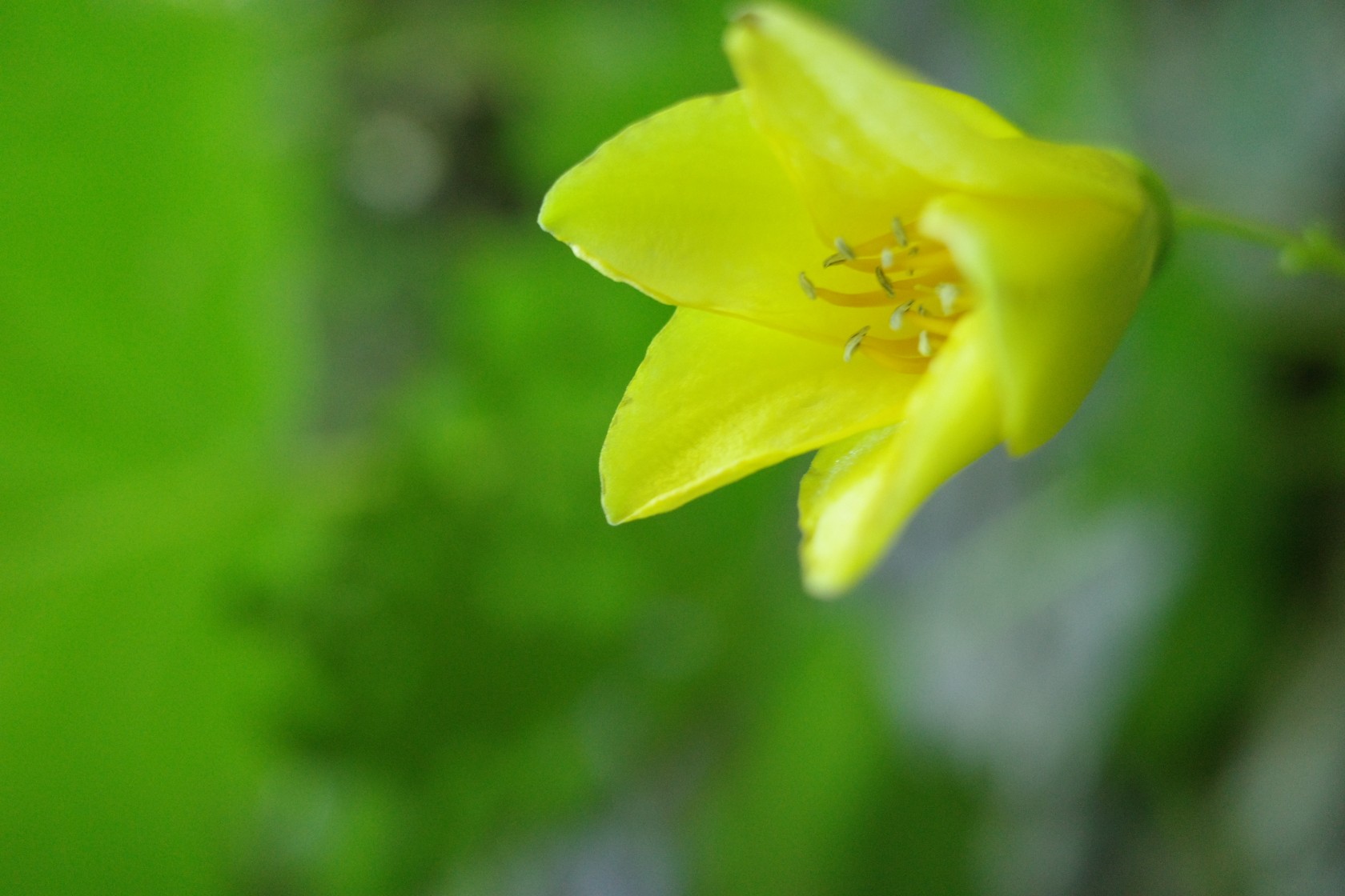 メンノツラ谷に咲く天涯の花 Wakky さんの祖母山の活動日記 Yamap ヤマップ