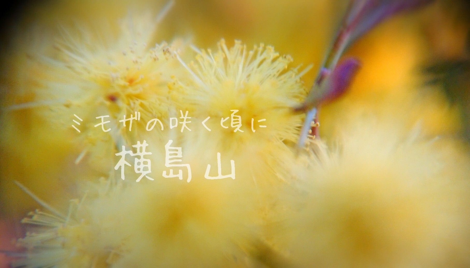 横島山 柊さんの木葉山の活動データ Yamap ヤマップ