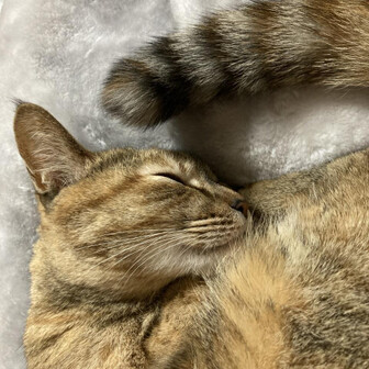 かず