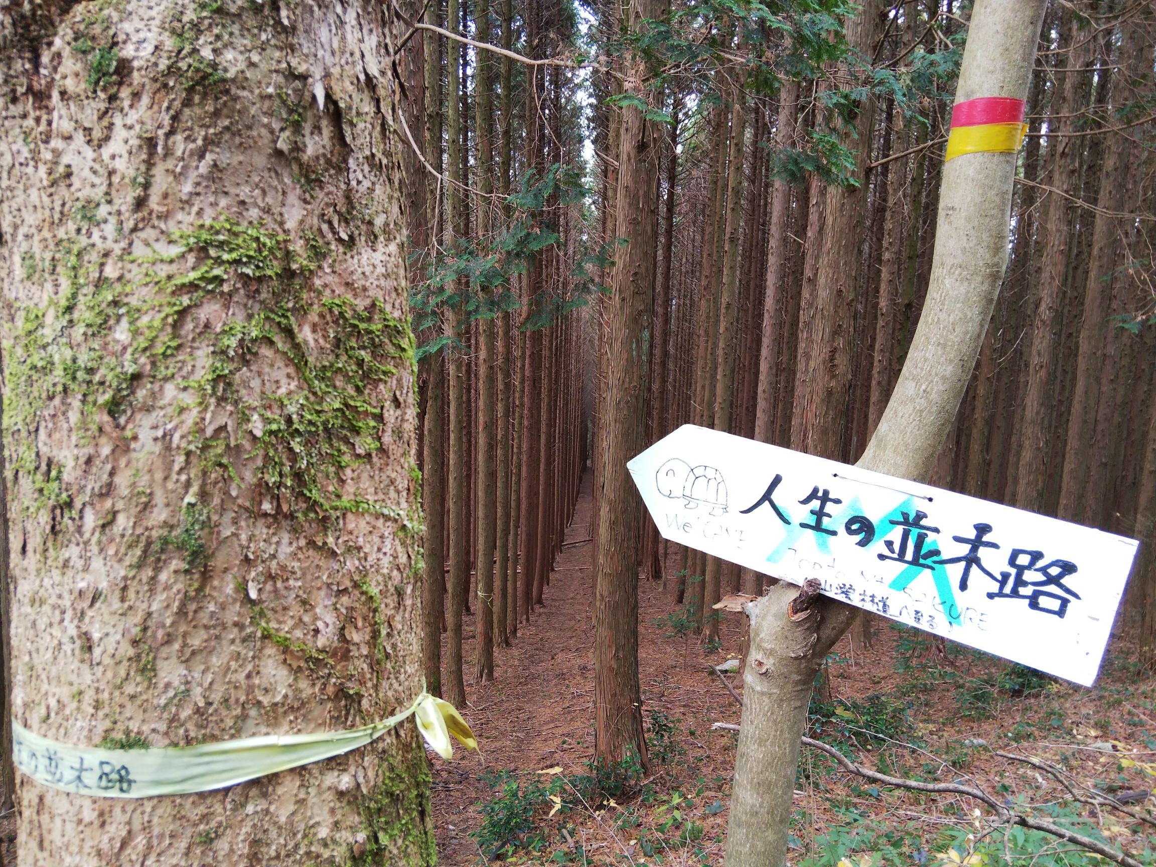 作礼山 人生の並木路 つえっちさんの作礼山の活動データ Yamap ヤマップ