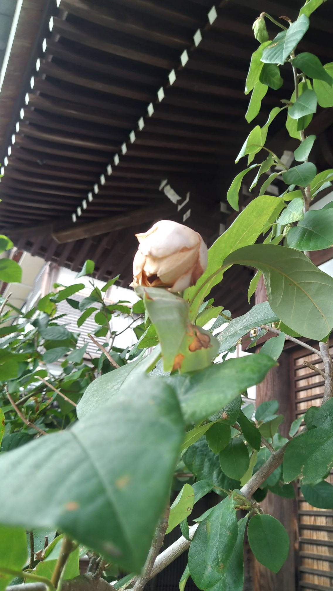 大山レンゲを見に高田寺 京都府木津川市 19 07 01 Ootakahiko さんの三上山 大焼山の活動データ Yamap ヤマップ