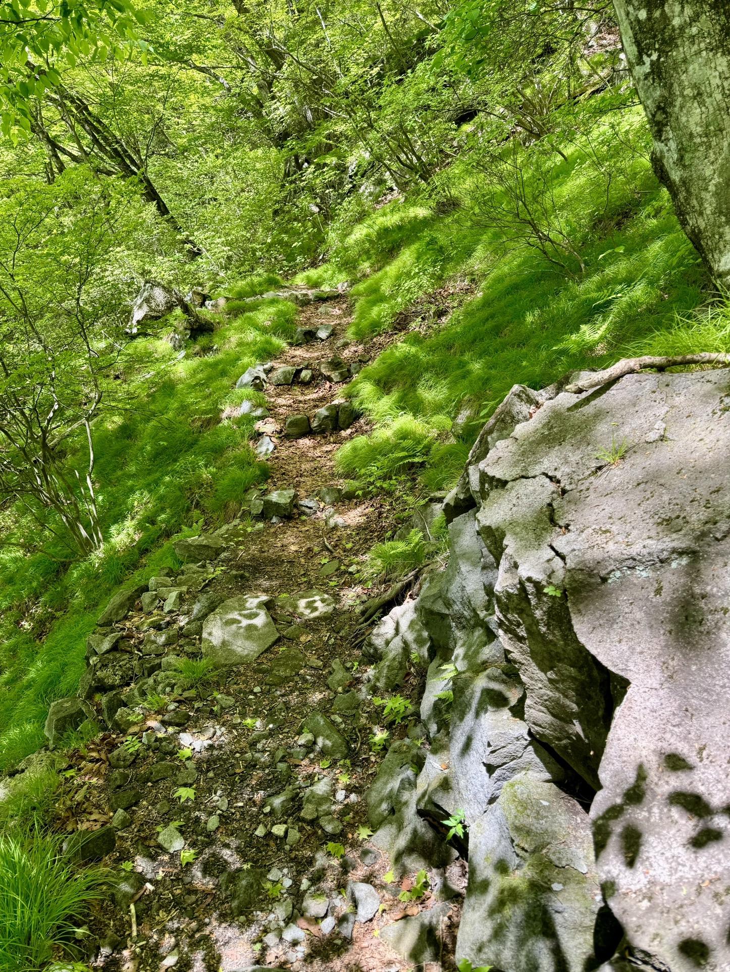 緑が眩しい