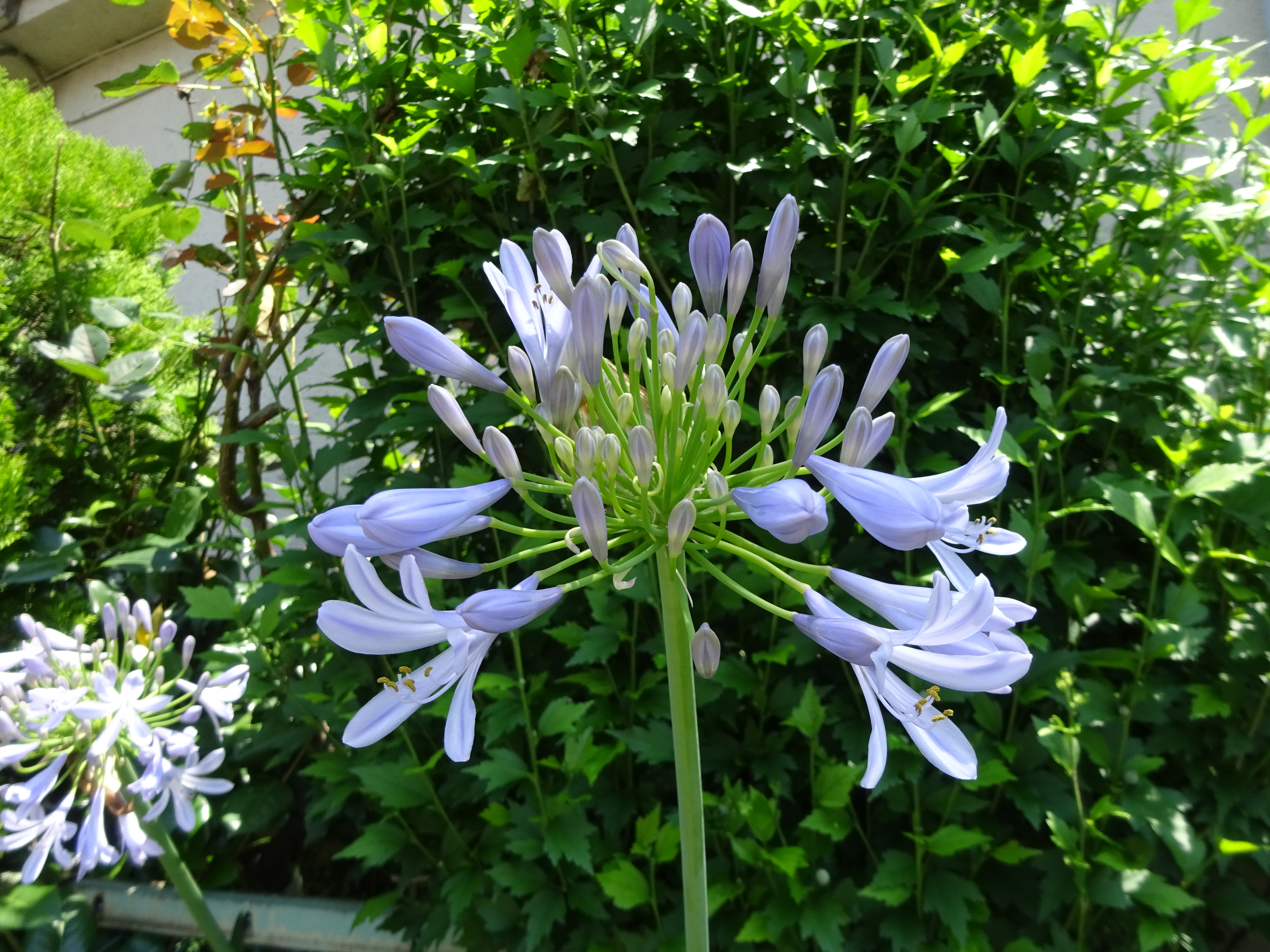 霊園から森林公園へ ずおずおむさんの国分寺市の活動日記 Yamap ヤマップ