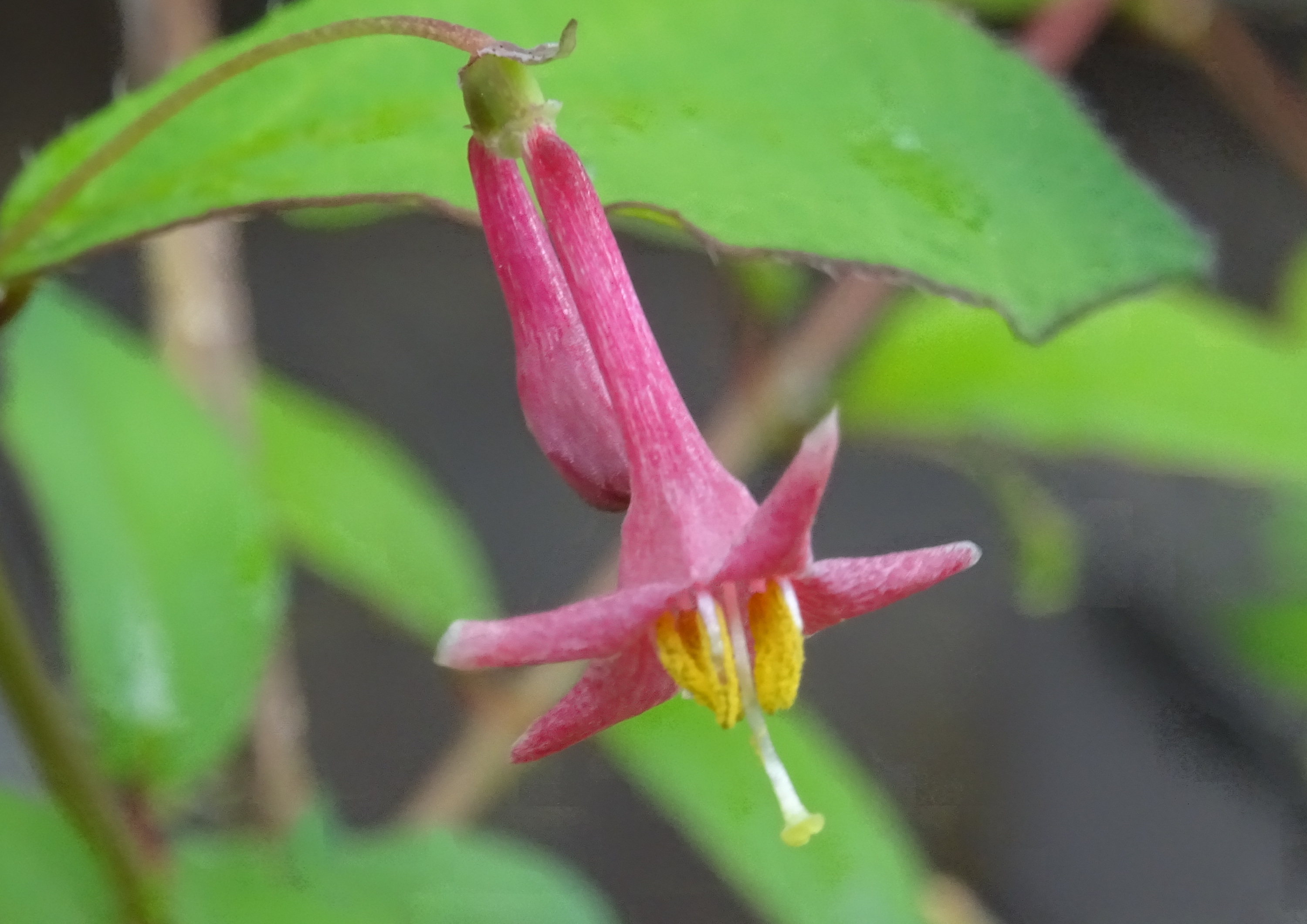 雨が降っても傘さして姫路城までお写ん歩 21 04 13 チュンさんの姫路市の活動データ Yamap ヤマップ