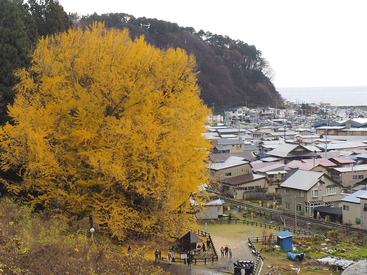 深浦の日本一の大イチョウに今年も行って来... / あだっぷさんのモーメント | YAMAP / ヤマップ