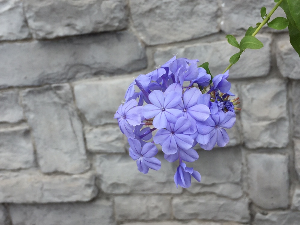 鹿児島花散歩 とっこさんの鹿児島市の活動日記 Yamap ヤマップ