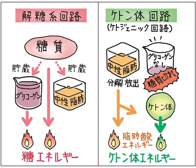 ケトジェニック登山⛰とは？ 糖質ではなく... / のら😸さんのモーメント | YAMAP / ヤマップ