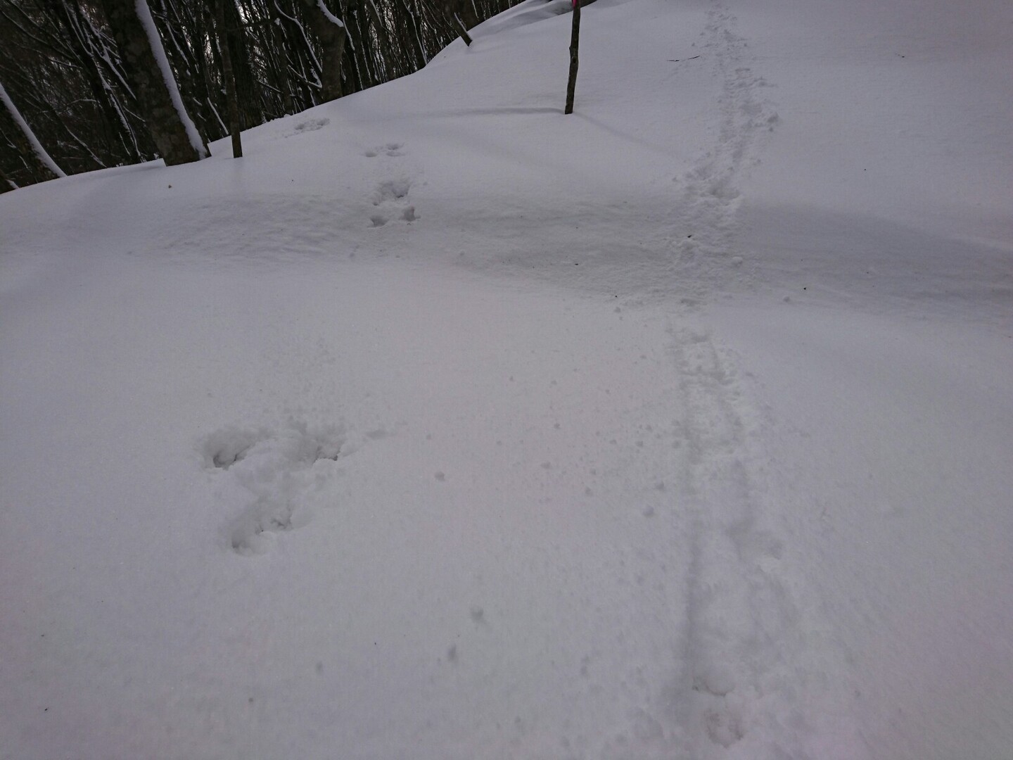 雪の鷹の巣山を周回 サエモンさんの面白山 神室岳 大東岳 雨呼山の活動データ Yamap ヤマップ