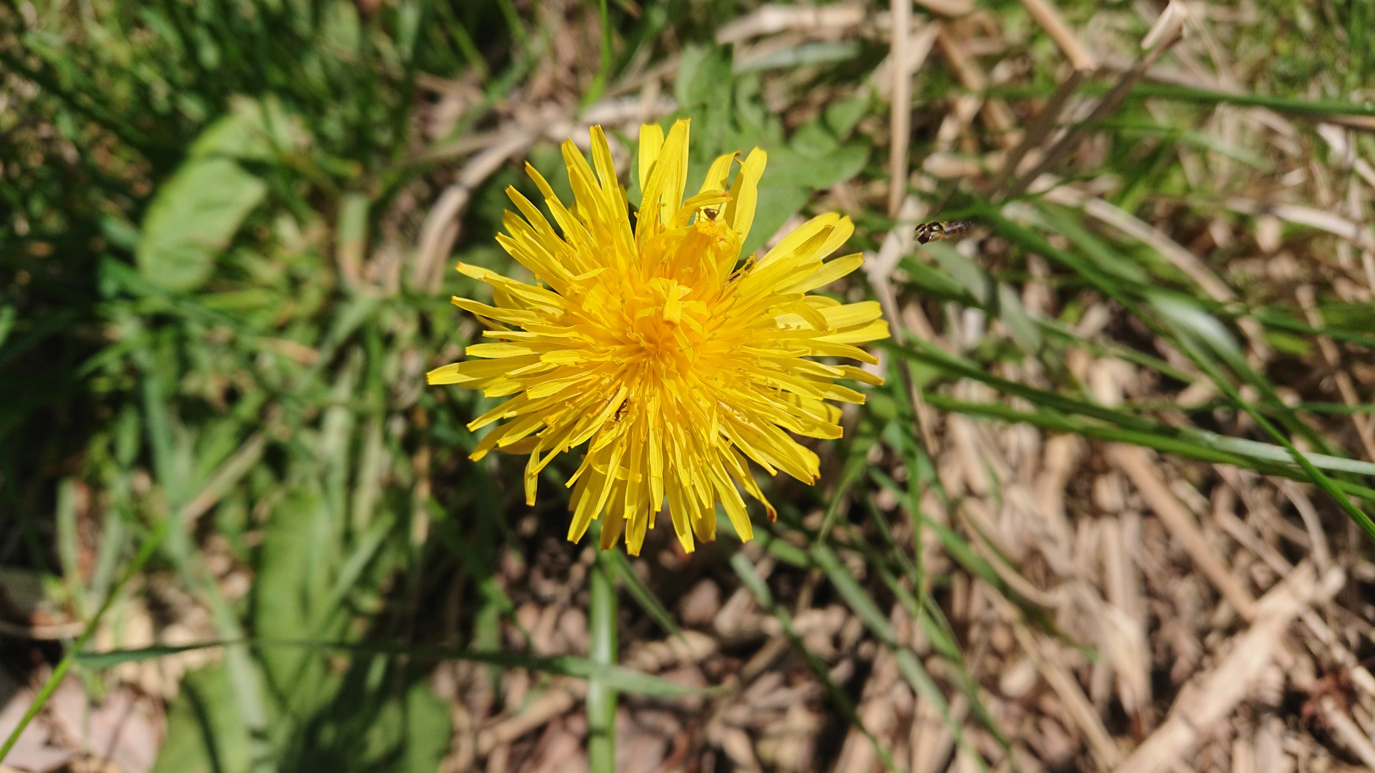 麻美山 長者山 若さんの八世以山 東中倉山の活動日記 Yamap ヤマップ