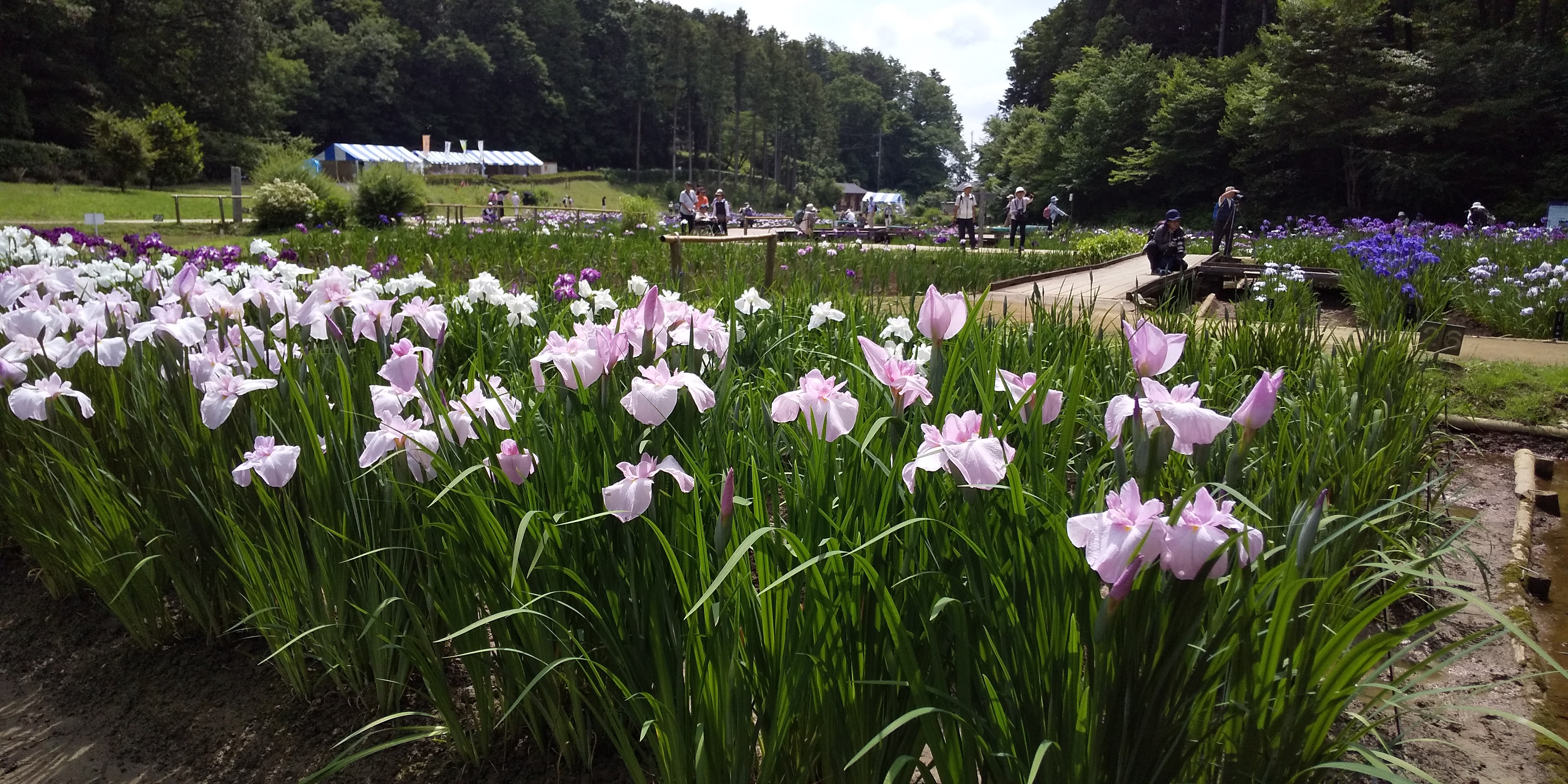 吹上しょうぶ公園 19 06 14 ぽこぽこさんの青梅市の活動データ Yamap ヤマップ