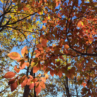 左門岳 ネジキです。薄くピンクかかっていて、透明感もあってなかなかです。