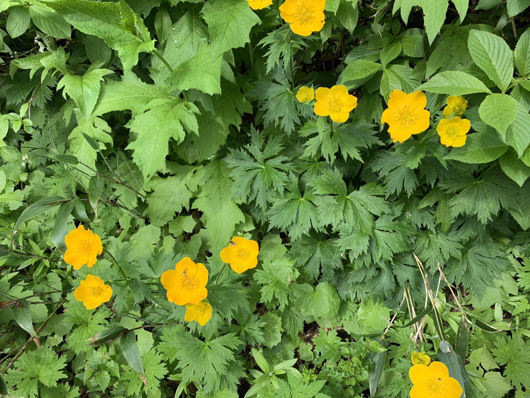 大雪山系 黒岳 お鉢周回 19 07 26 Ma Buさんの大雪山系 旭岳 トムラウシの活動日記 Yamap ヤマップ