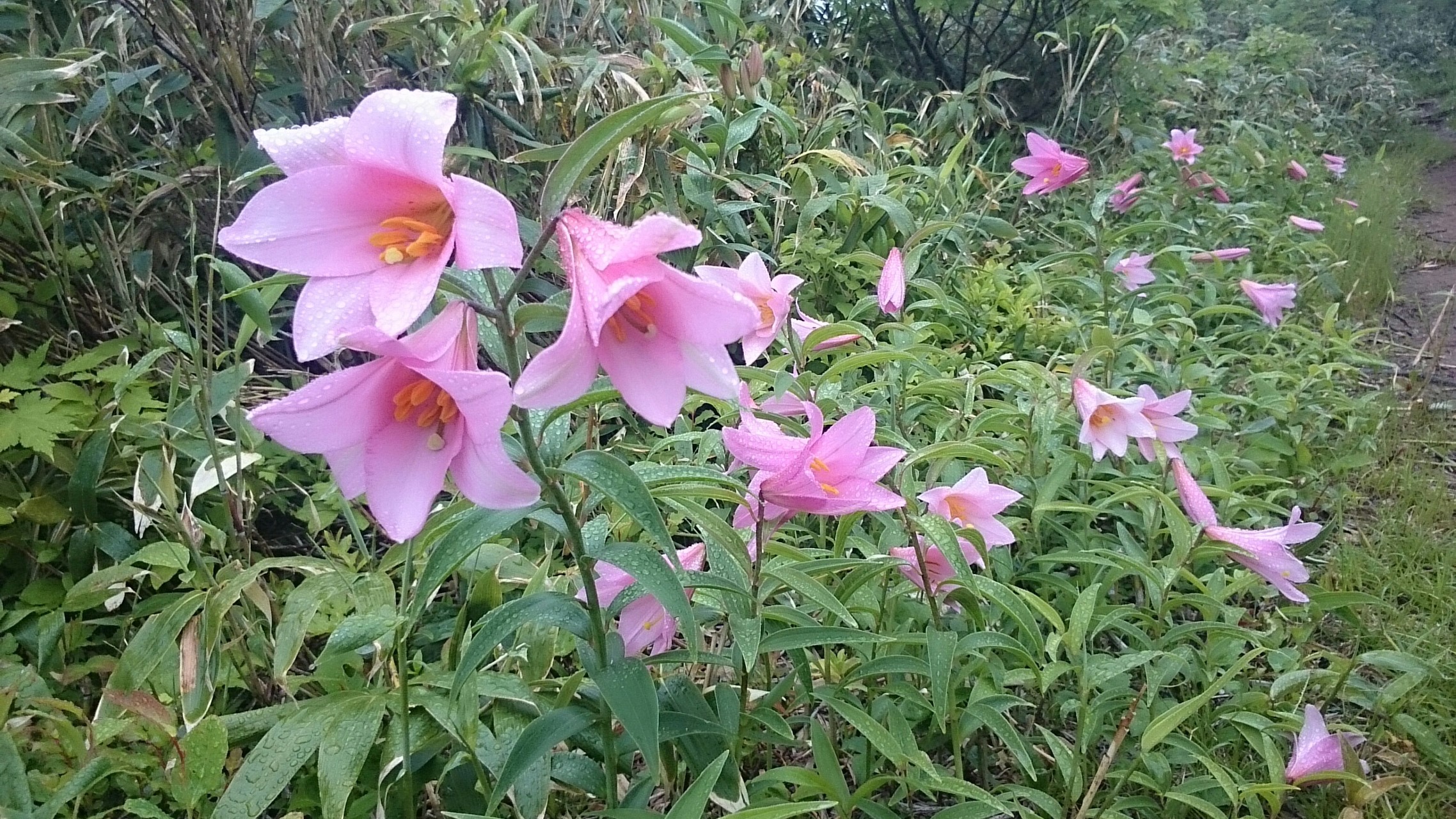 ヒメサユリの花が咲く大朝日岳 やまやさんの大朝日岳 朝日連峰 祝瓶山の活動データ Yamap ヤマップ