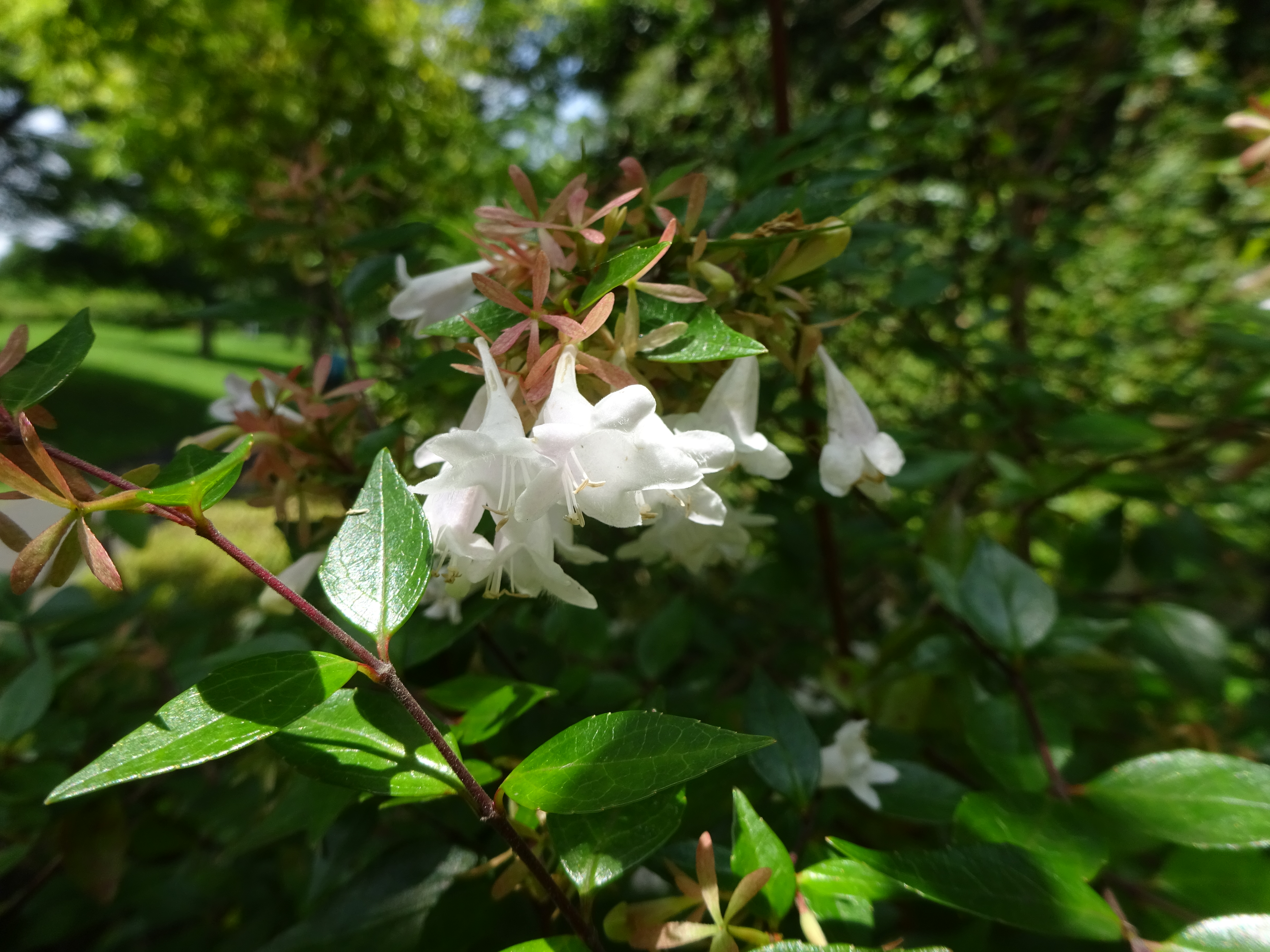 若葉台から諏訪ヶ岳へ ずおずおむさんの北多摩の活動日記 Yamap ヤマップ