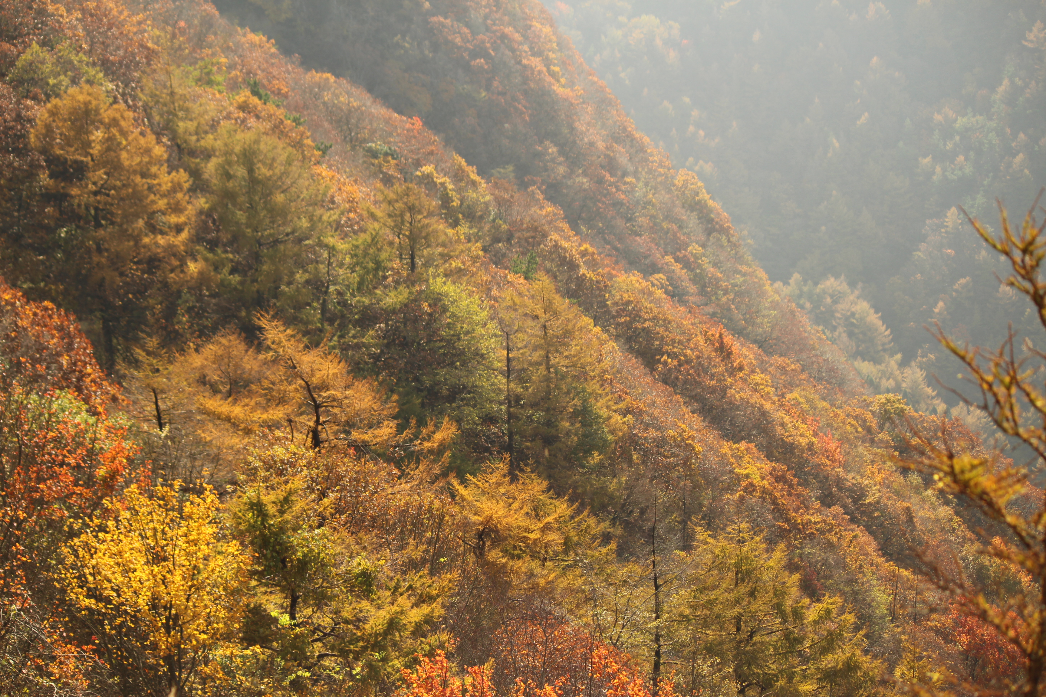 紅葉終盤 男三瓶山 三瓶山 Crow1さんの三瓶山 大平山の活動データ Yamap ヤマップ