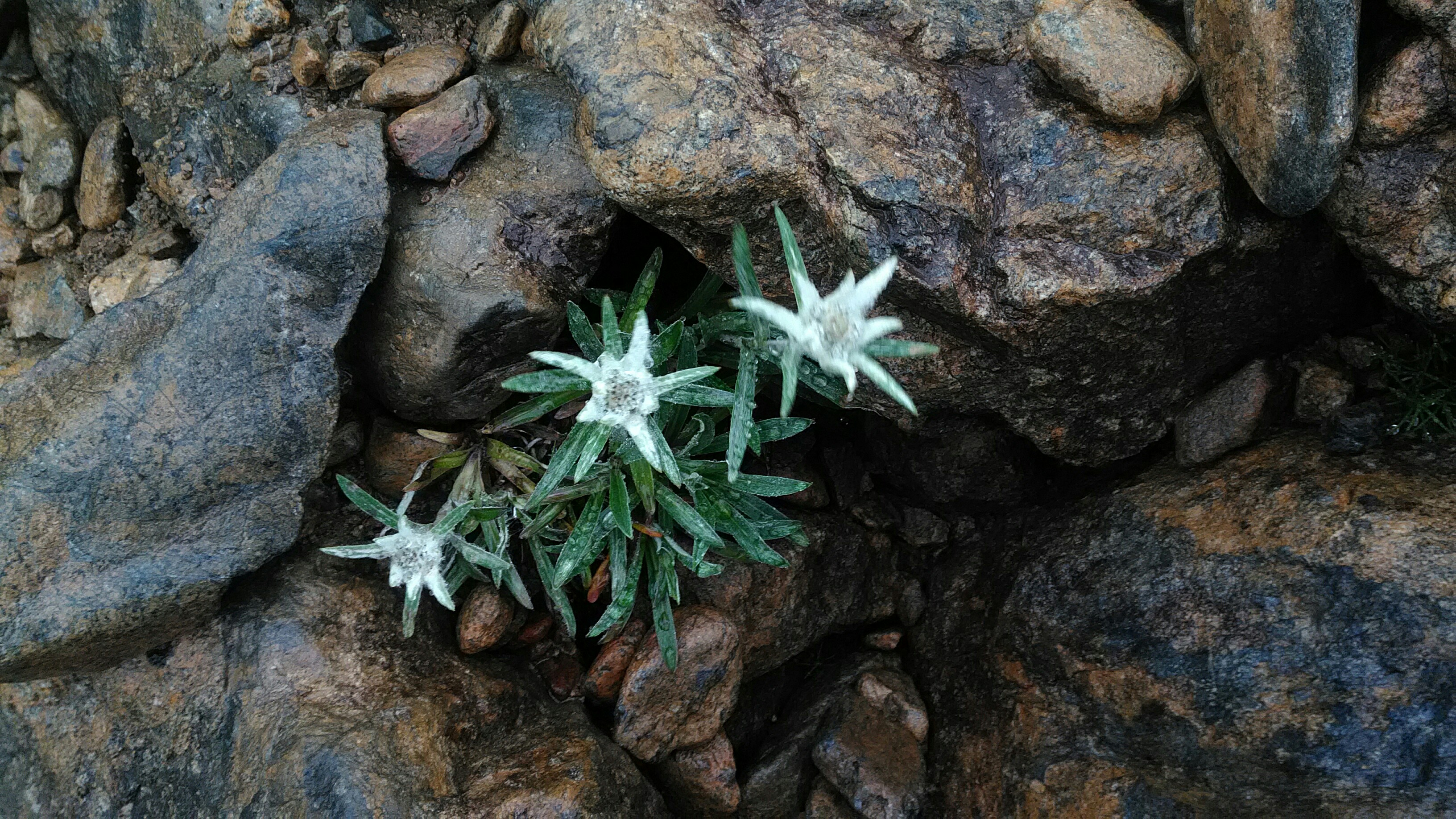 早池峰山 ハヤチネウスユキソウ 蛇紋岩の高地に咲くエーデルワイスの仲間 山伏さんの早池峰山 薬師岳 鶏頭山の活動データ Yamap ヤマップ