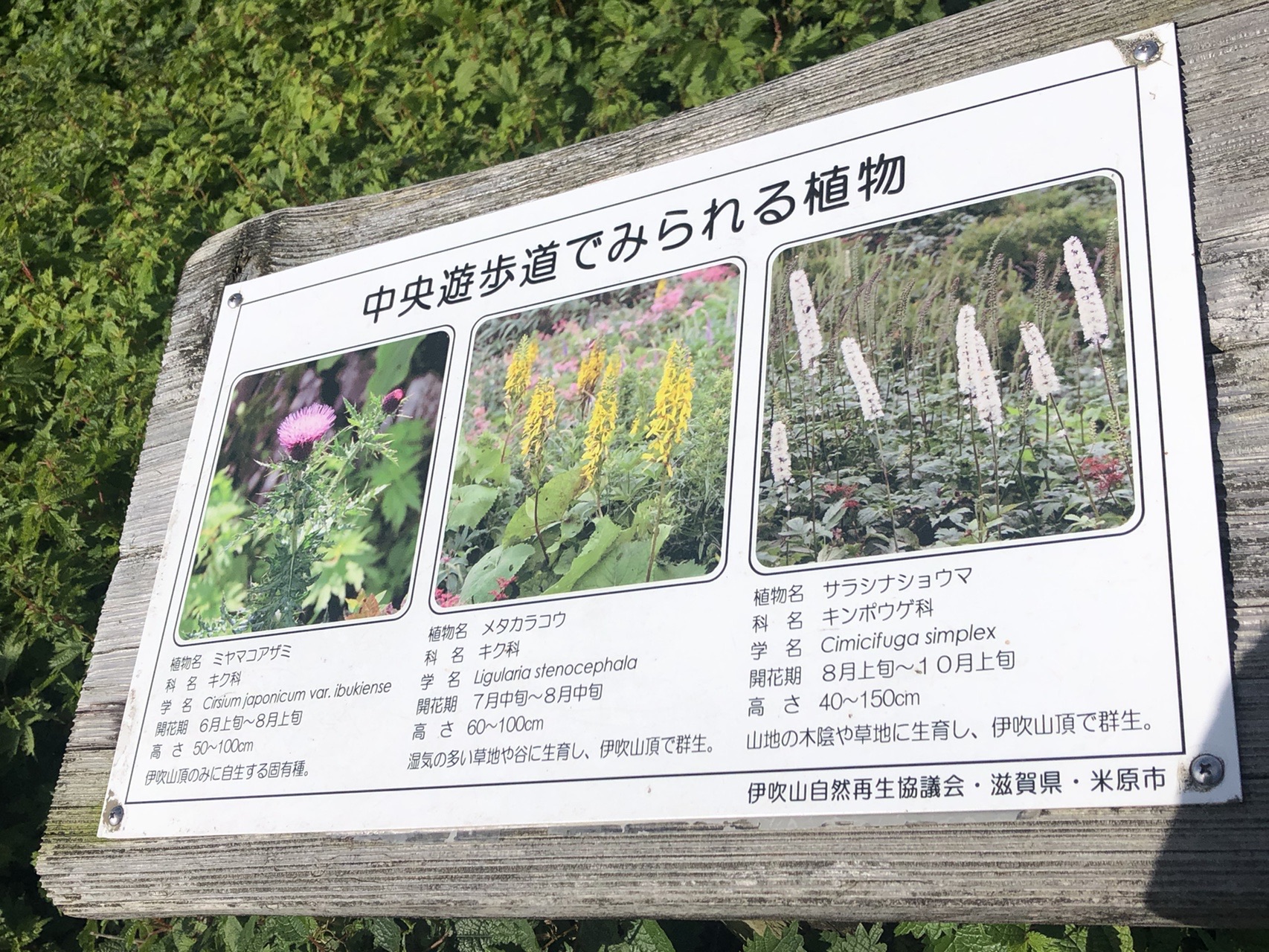 伊吹山 山ちゃんさんの伊吹山 伊吹高原 御座峰の活動データ Yamap ヤマップ