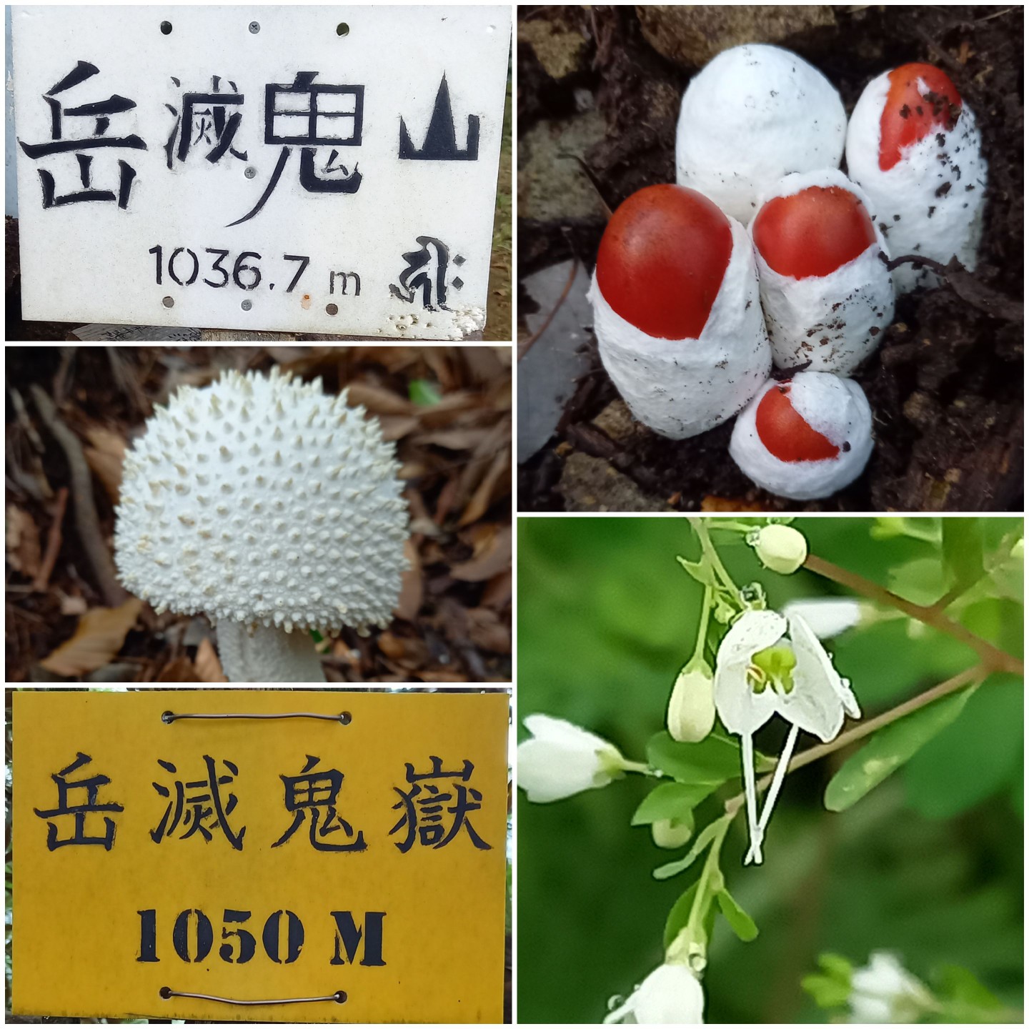 深倉峡から岳滅鬼岳へ 岳滅鬼山 岳滅鬼岳 障子ヶ岳 Tsubuyanさんの英彦山の活動データ Yamap ヤマップ