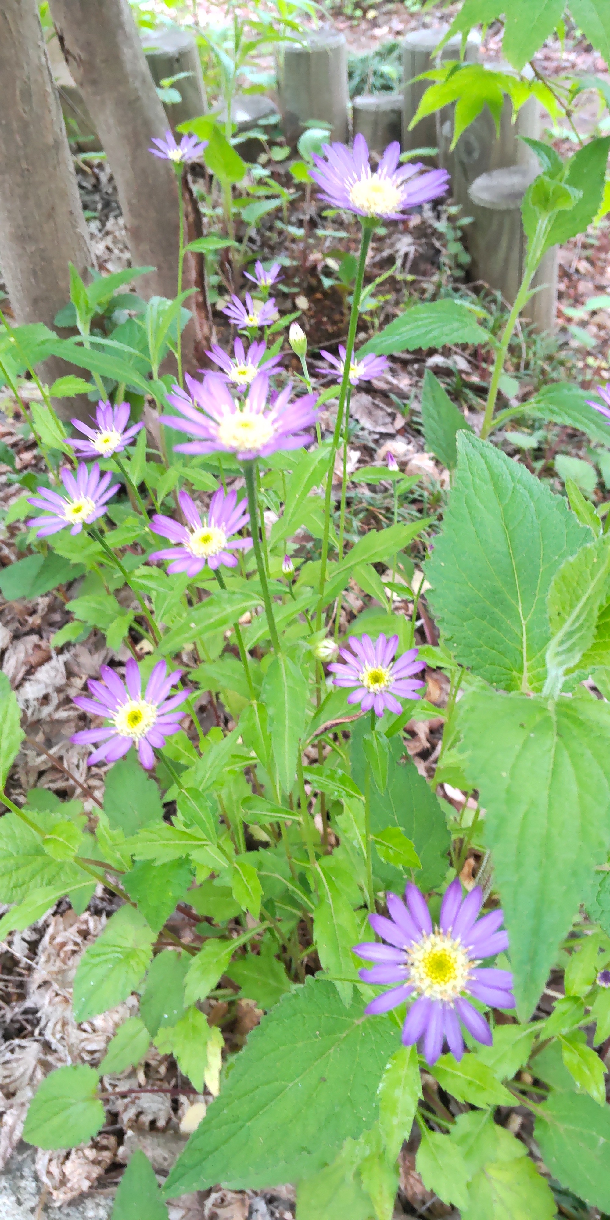お庭の花探訪 ツル日々草 鳴子蘭 ム 雪割草さんのモーメント Yamap ヤマップ
