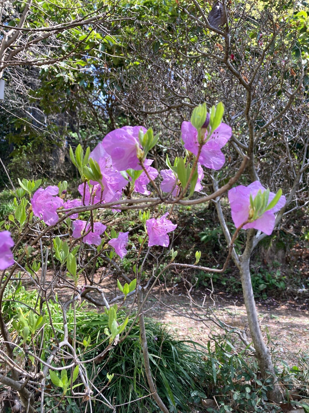 春爛漫　大柿花山🌸の写真