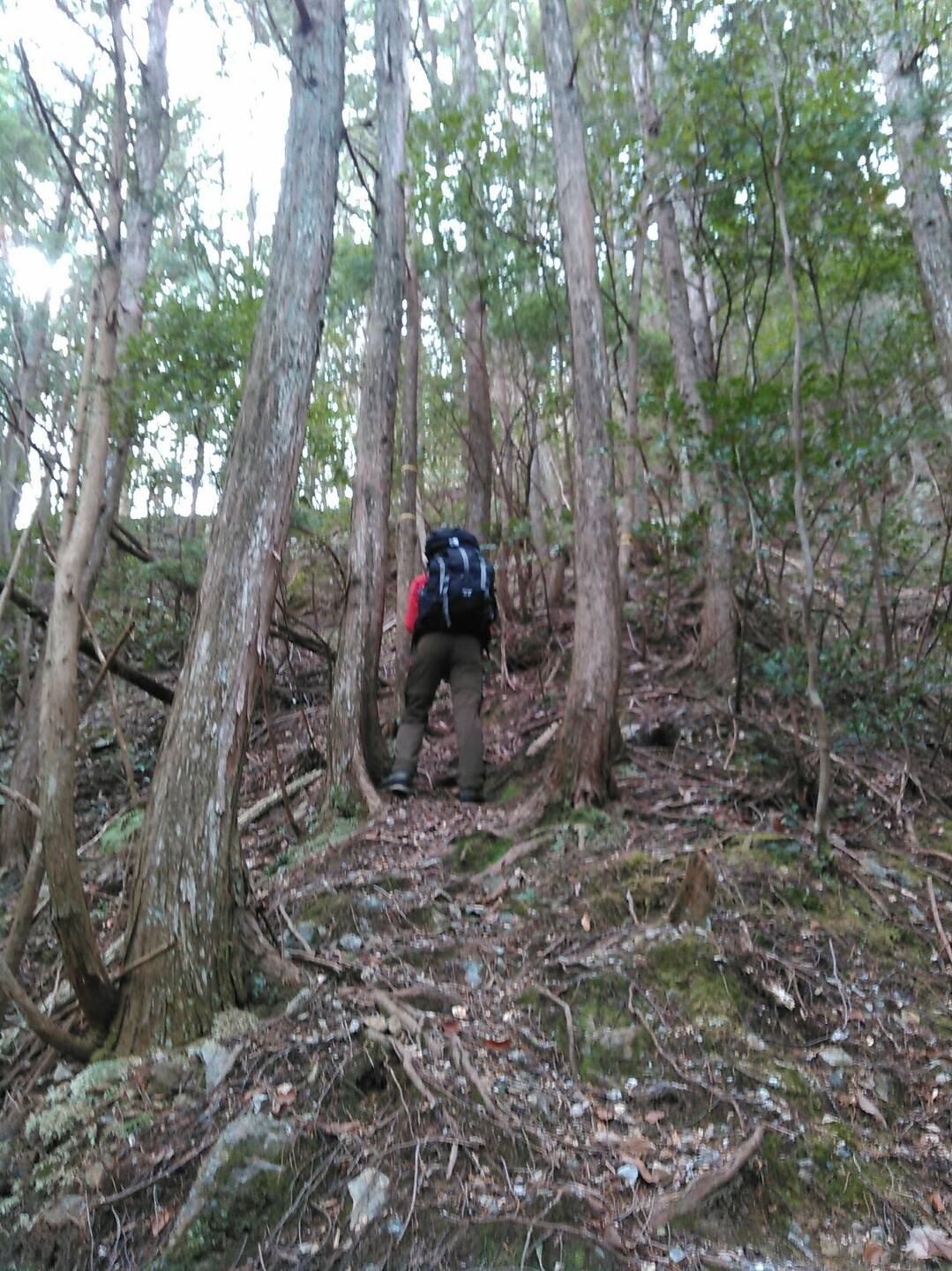 愛宕山 レアなコレクションをゲット のりふりかけさんの愛宕山 三頭山 朝日峯の活動日記 Yamap ヤマップ