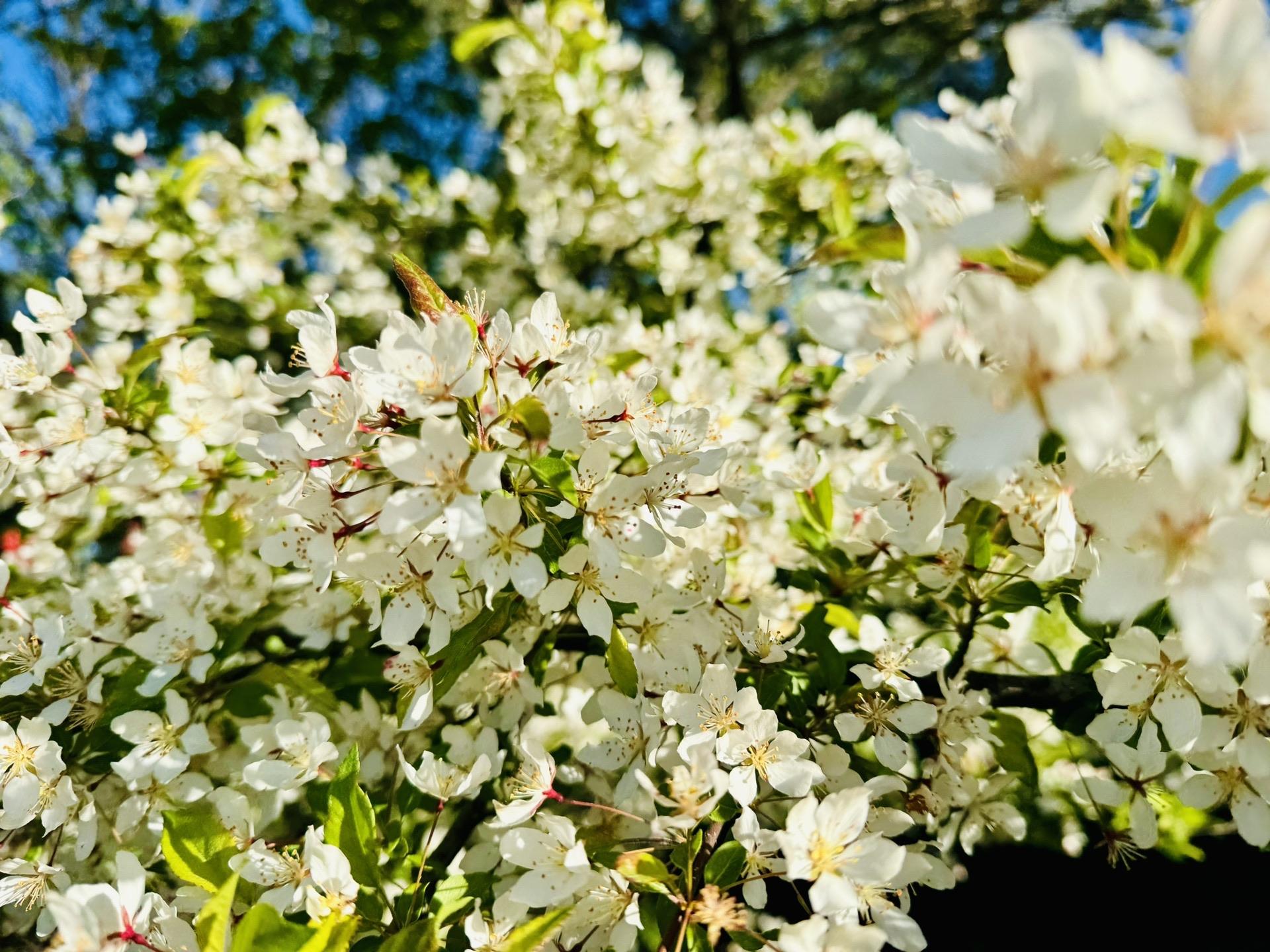 ズミの花びらが風で散って、真っ白のところがたくさんありました。撮り忘れた。