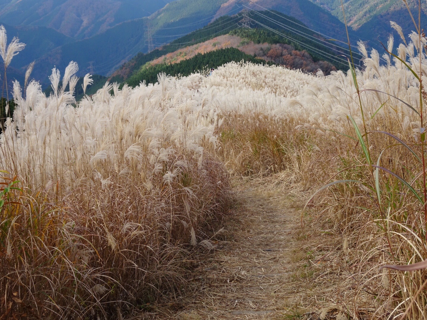 岩湧山黄金のススキロード ステップさんの岩湧山 一徳防山 三石山の活動データ Yamap ヤマップ