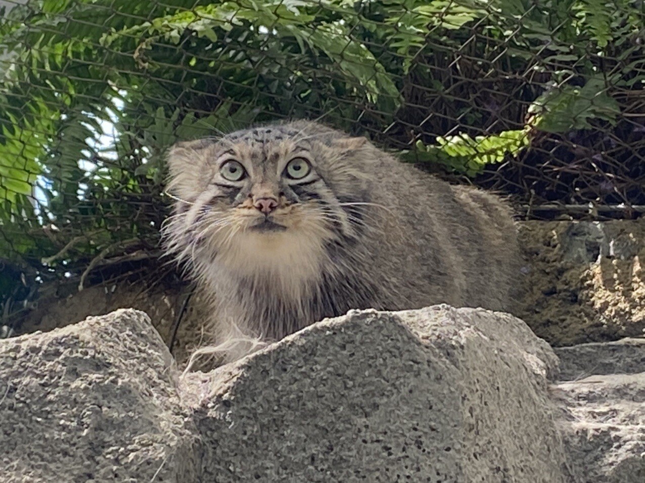 希少☆コケロミン ネコ・しろくろ （神戸動物王国…世界最古の猫 
