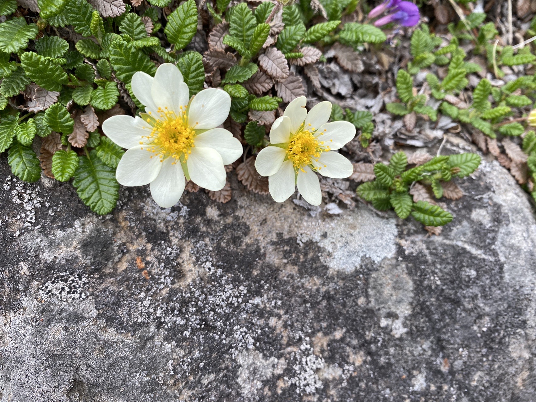 花満開 八ヶ岳 横岳 彩さんの八ヶ岳 赤岳 硫黄岳 天狗岳 の活動日記 Yamap ヤマップ