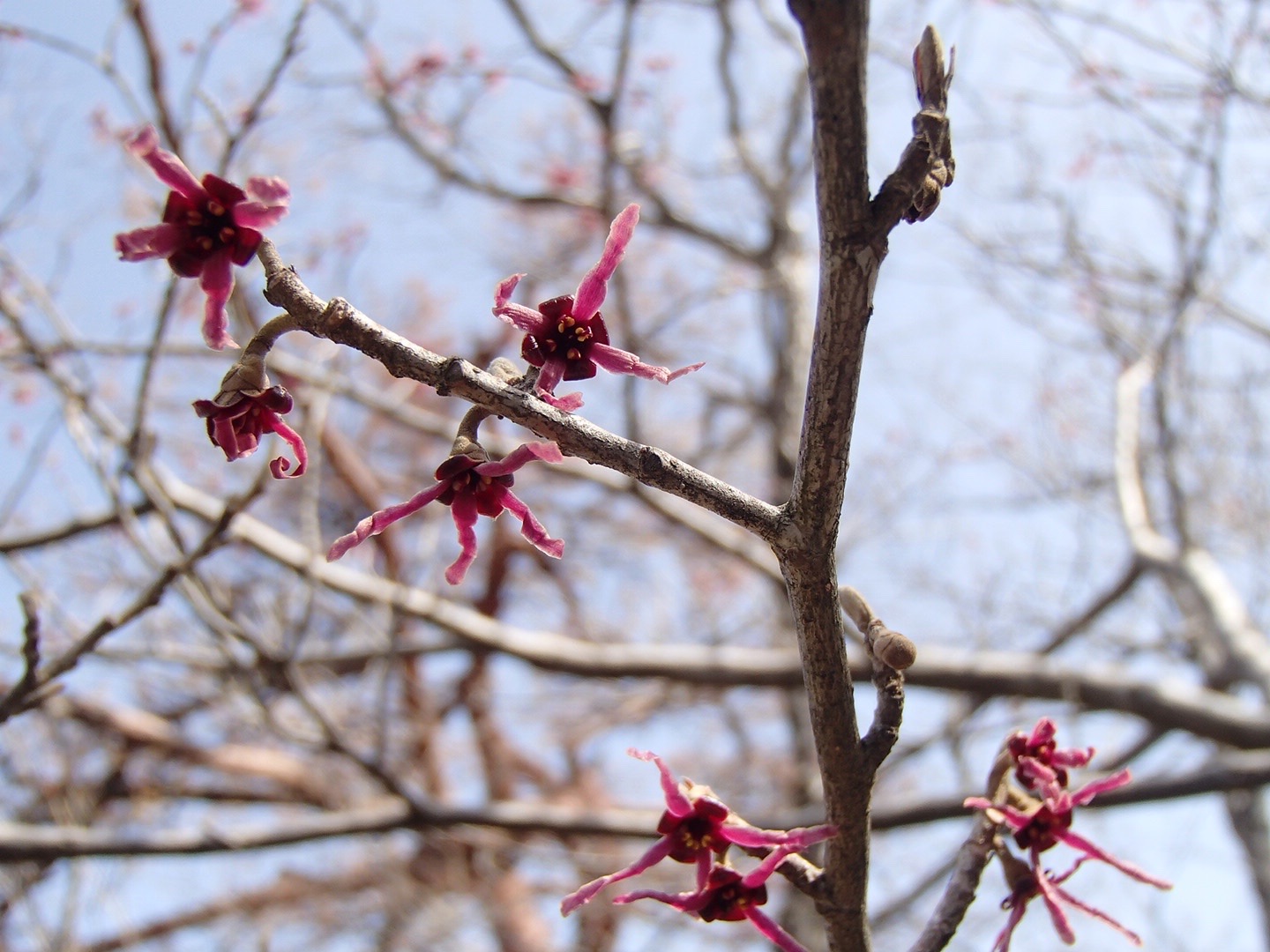 赤マンサクが咲く鞍掛山 なづきさんの鞍掛山 後山 三童子山の活動データ Yamap ヤマップ