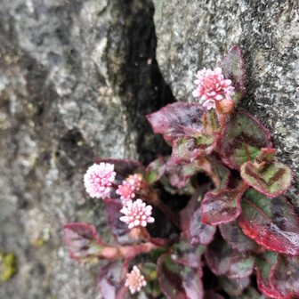 熊野古道 小辺路 ヒメツルソバ