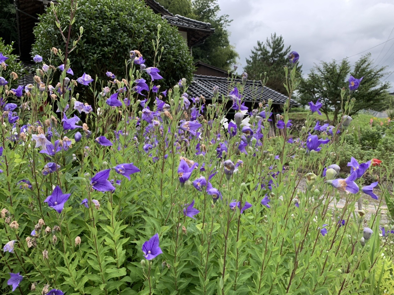 お花と大みみずが沢山 小五郎山 Minonさんの小五郎山の活動データ Yamap ヤマップ