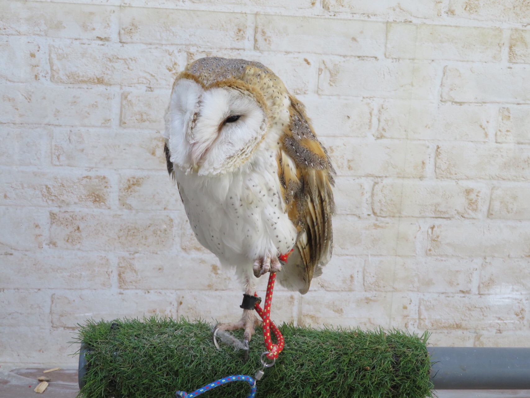 番外編 フクロウカフェ巡り Kazhiroさんの札幌市の活動日記 Yamap ヤマップ