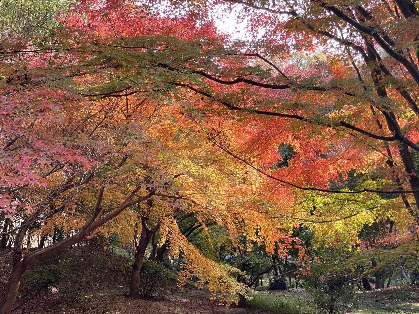 福山市沼隈町の「神勝寺 禅と庭のミュー... / こうじさんのモーメント YAMAP / ヤマップ