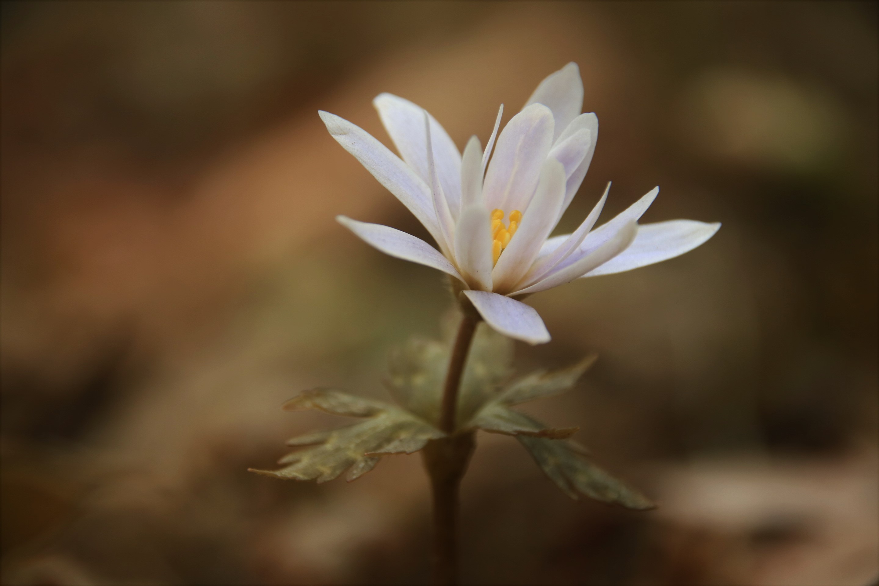 花ꕤ散歩 石神井公園の野草園 山旅 ꕤ𝚢𝚞𝚔𝚒さんのウォーキングの活動データ Yamap ヤマップ